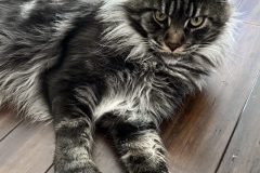 IMG_1411-scaled
