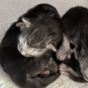 Reserve A Kitten